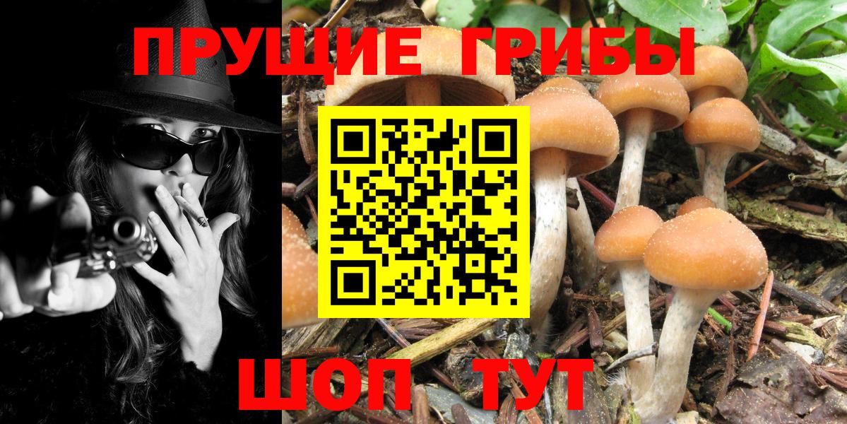 Псилоцибиновые грибы прущие грибы  Вход с VPN  Псилоцибиновые грибы ЛСД  Трёхгорный 